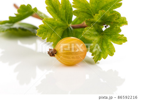 gooseberry isolated on white 86592216