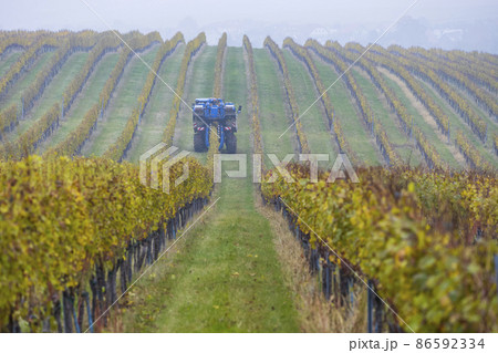 harvesting grapes with a combine harvester, Southern Moravia, Czech Republic 86592334
