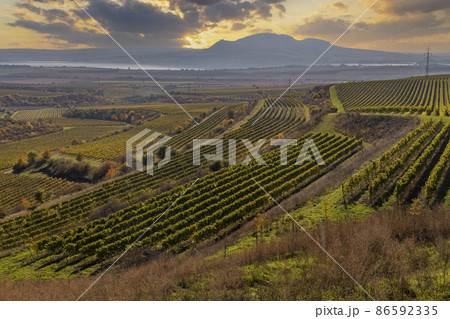 Vineyards under Palava, Southern Moravia, Czech Republic 86592335