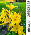 yellow lilies grown on a garden plot lush and shine brighter than the sun 86592426