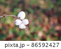 bouquet of white berries on a twig on a blurry cold natural background in autumn with cobwebs 86592427