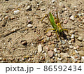 dynamic photo in motion of a green grasshopper filly preparing to jump on rocky ground 86592434