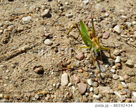 dynamic photo in motion of a green grasshopper filly preparing to jump on rocky ground dynamic photo in motion of a green grasshopper filly preparing to jump on rocky ground 86592434