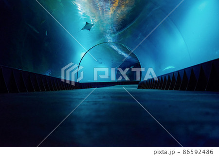 Underwater oceanarium tunnel Underwater oceanarium tunnel 86592486