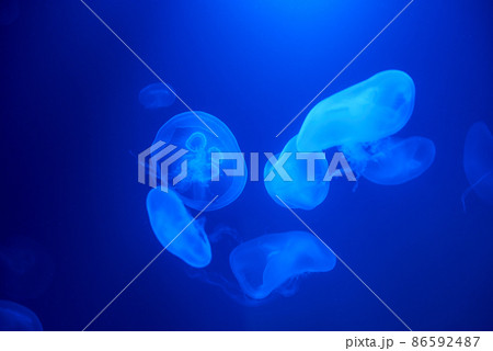 Jellyfish swims under water in aquarium Jellyfish swims under water in aquarium 86592487