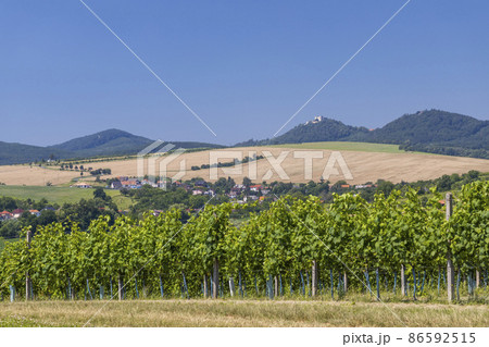 Landscape with vineyards and Buchlov castle, Slovacko, Southern Moravia, Czech Republic 86592515