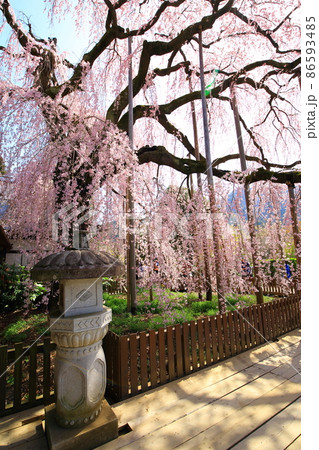 (山梨県)慈雲寺のイトザクラ (山梨県)慈雲寺のイトザクラ 86593485