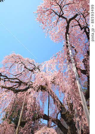 （山梨県）慈雲寺のイトザクラ 86593499