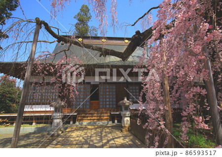 （山梨県）慈雲寺のイトザクラ 86593517