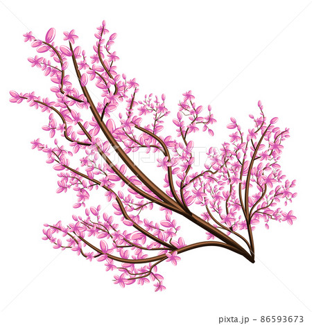 Vector image isolated on white background. Branch in pink flowers. Sakura. Concept. EPS 10 86593673