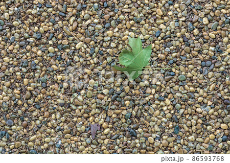 Leaf on the footpath. 86593768