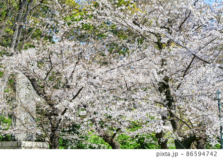 靖国神社 参道の桜 靖国神社 参道の桜 86594742