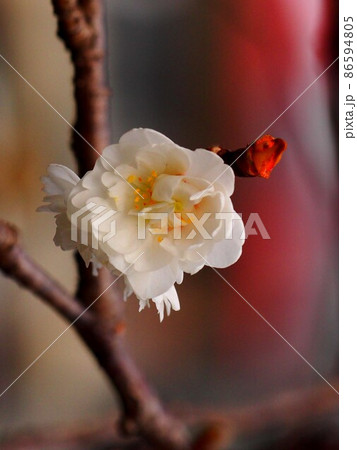 黄色い花心と白い花弁のジュウガツザクラ(枝についた十月桜の花のクローズアップ) 黄色い花心と白い花弁のジュウガツザクラ(枝についた十月桜の花のクローズアップ) 86594805
