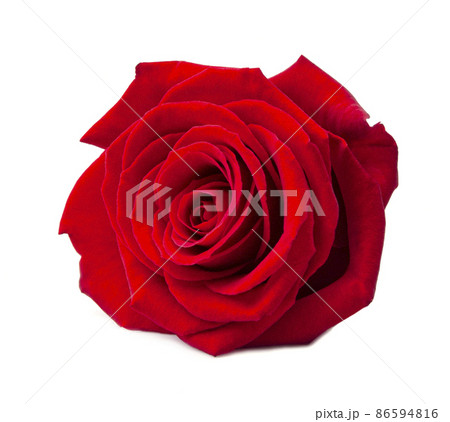 Red bud rose on white backgrounds Red bud rose on white backgrounds 86594816