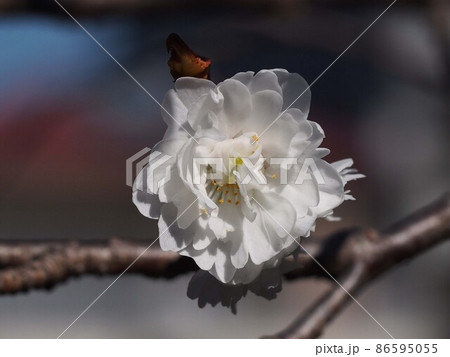 木漏れ日を浴びた白いジュウガツザクラ（枝についた十月桜のクローズアップ） 86595055
