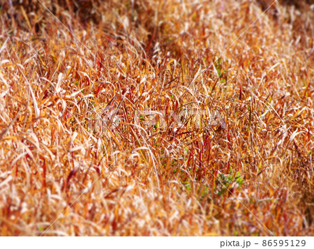 枯れた草むら 枯れた草むら 86595129