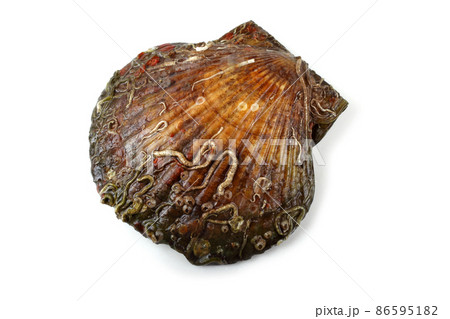 Scallop Scallop 86595182