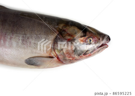 Chum salmon 86595225