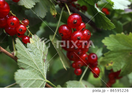 Growing red currant 86595226