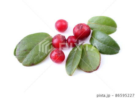 Cowberry 86595227