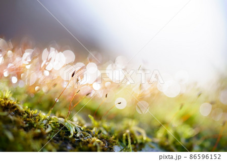 苔の水滴の神秘4 86596152