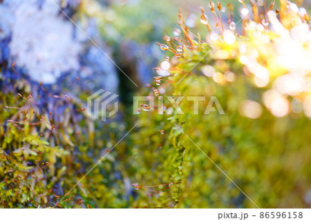 水滴の苔庭 水滴の苔庭 86596158