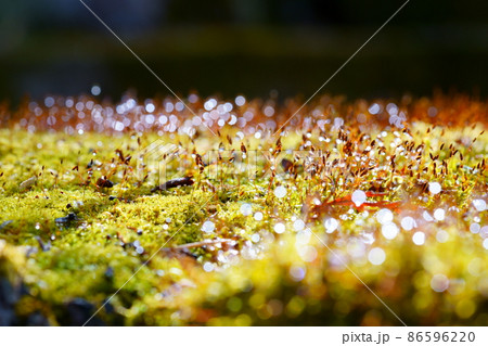 水滴の輝き・苔の胞子 86596220