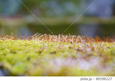 日本庭園・朝露の苔光る 86596227