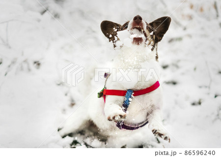 Happy dog playing in winter snow. 86596240