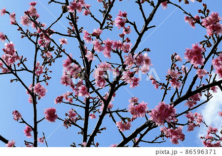 沖縄 那覇牧志公園の緋寒桜の花 沖縄 那覇牧志公園の緋寒桜の花 86596371