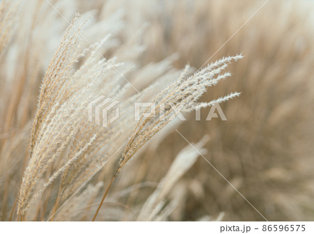 Abstract natural background of soft plants Cortaderia selloana. Pampas grass on a blurry bokeh, Dry reeds boho style. Fluffy stems of tall grass in winter 86596575