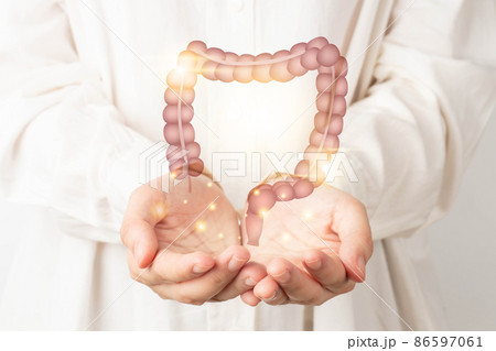 Healthy large intestine anatomy on doctor hands. Concept of healthy bowel digestion, colon cancer screening, intestinal disease treatment or colorectal cancer awareness. 86597061