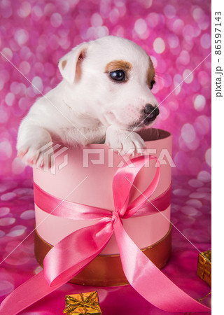 Cute white puppy dog on pink box with bow. Cute white puppy dog on pink box with bow. 86597143