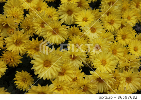 スプレーマムイエロー*黄菊花* ・~・・Spray mum yellow・・~・ スプレーマムイエロー*黄菊花* ・~・・Spray mum yellow・・~・ 86597682