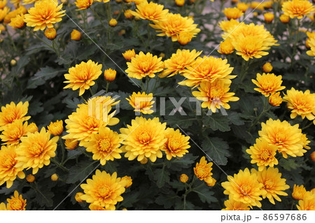 スプレーマムイエロー*黄菊花* ・~・・Spray mum yellow・・~・ スプレーマムイエロー*黄菊花* ・~・・Spray mum yellow・・~・ 86597686