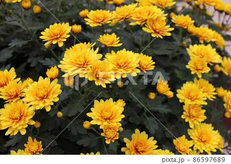 スプレーマムイエロー*黄菊花* ・~・・Spray mum yellow・・~・ スプレーマムイエロー*黄菊花* ・~・・Spray mum yellow・・~・ 86597689