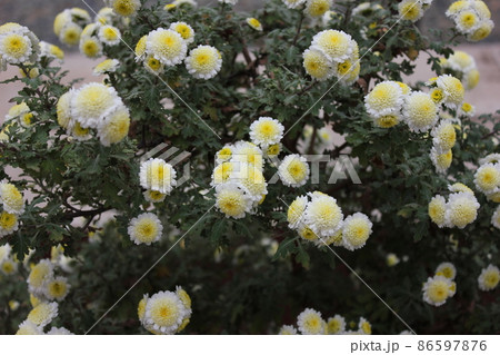 スプレーマムホワイト＊白菊花＊　　　　・～・・Spray mum White・・～・　 86597876