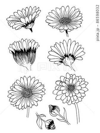 Set of trendy calendula, chamomile flowers for logo or decoration. Line art. Hand drawn wedding decorations, tattoos, nail stickers, elegant leaves for invitation save the card date. Vector Set of trendy calendula, chamomile flowers for logo or decoration. Line art. Hand drawn wedding decorations, tattoos, nail stickers, elegant leaves for invitation save the card date. Vector 86598032