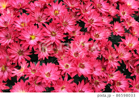 スプレーマムピンク*桃菊花* ・~・・Spray mum pink・・~・ スプレーマムピンク*桃菊花* ・~・・Spray mum pink・・~・ 86598033