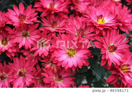 スプレーマムピンク*桃菊花* ・~・・Spray mum pink・・~・ スプレーマムピンク*桃菊花* ・~・・Spray mum pink・・~・ 86598171