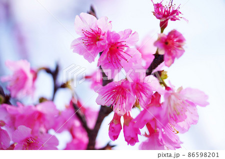 南国沖縄の冬に咲く寒緋桜。 86598201