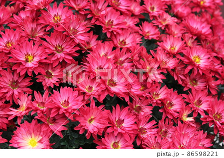 スプレーマムピンク＊桃菊花＊　　　　・～・・Spray mum pink・・～・　 86598221