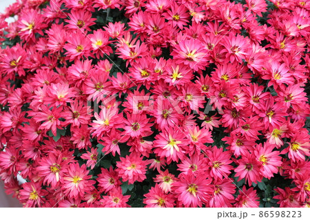 スプレーマムピンク＊桃菊花＊　　　　・～・・Spray mum pink・・～・　 86598223