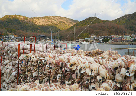 種付け用ホタテの貝殻と虫明漁港の風景2 岡山県瀬戸内市 種付け用ホタテの貝殻と虫明漁港の風景2 岡山県瀬戸内市 86598373