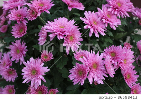スプレーマムピンク*桃菊花* ・~・・Spray mum pink・・~・ スプレーマムピンク*桃菊花* ・~・・Spray mum pink・・~・ 86598413