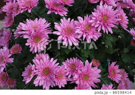 スプレーマムピンク*桃菊花* ・~・・Spray mum pink・・~・ スプレーマムピンク*桃菊花* ・~・・Spray mum pink・・~・ 86598414