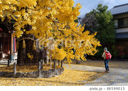 城東区中浜 白山神社 大銀杏 2021年12月8日撮影 城東区中浜 白山神社 大銀杏 2021年12月8日撮影 86599013