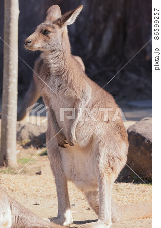 カンガルー 86599257