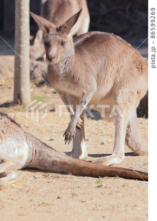カンガルー 86599269