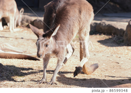 カンガルー 86599348